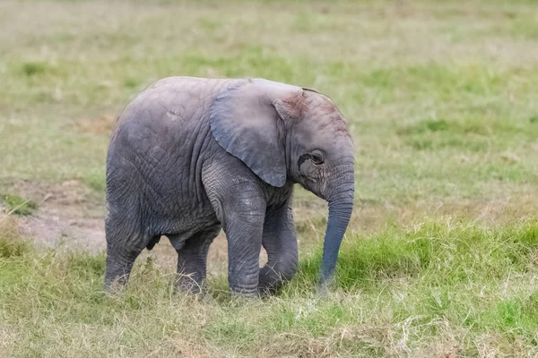 Kenya Amboseli Parkta Savana Yürüyen Bebek Fil Profil — Stok fotoğraf