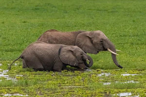 Dwa Słonie Sawannie Parku Serengeti Matka Młode Picie Bagnach — Zdjęcie stockowe