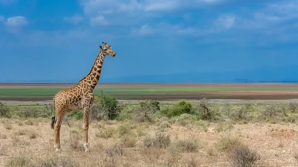 Uma Girafa Savana Com Belo Panorama Tanzânia Segundo Plano — Fotografia de Stock Grátis