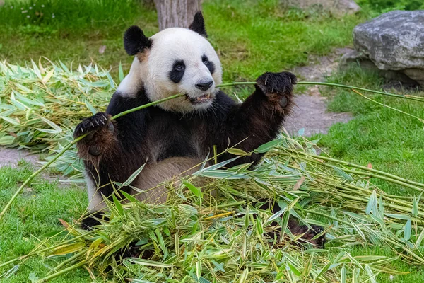 Óriás Panda Medve Panda Étkezési Bambusz Fűben — Stock Fotó
