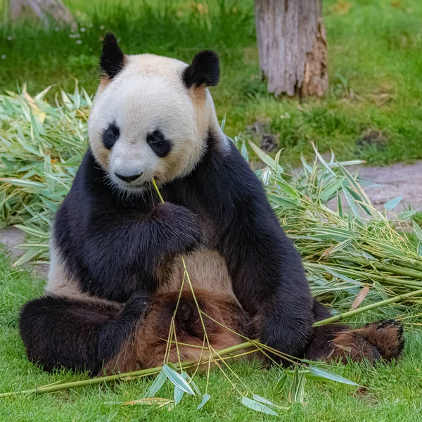 Obří Panda Panda Pojídáním Bambusu Sedícího Trávě — Stock fotografie