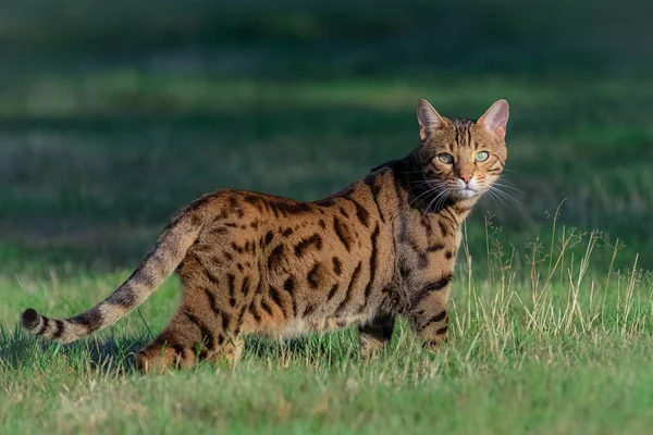 Bengalkatze Steht Garten Schönes Porträt Eines Haustieres — Stockfoto