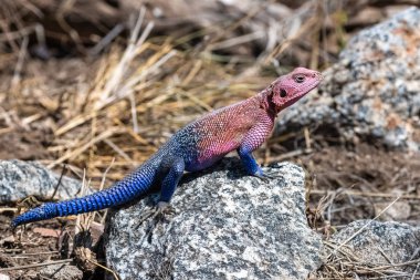 Gökkuşağı kertenkelesi, Agama agama, Afrika'da duran renkli kertenkele, erkek