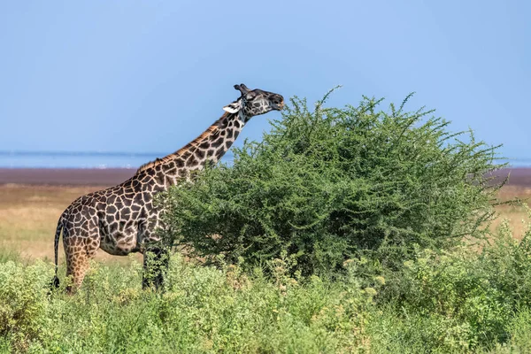 Jirafa Comiendo Hojas Acacia Sabana Con Hermoso Panorama Tanzania Fondo — Foto de stock gratis