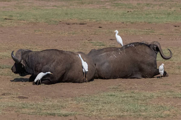 탄자니아 만다라 보호구역에 버팔로 가축들이 피부를 청소하는 거짓말 — 스톡 사진
