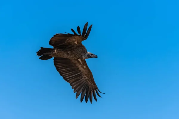 白いハゲワシ ジプシーアフリカヌス 青空を飛ぶアフリカの鳥 — ストック写真