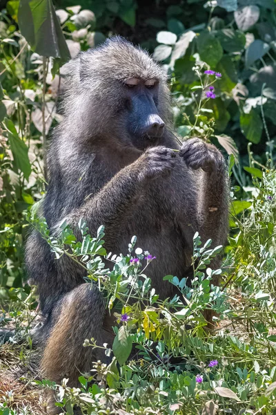 Babouin Assis Dans Forêt Tanzanie Portrait — Photo