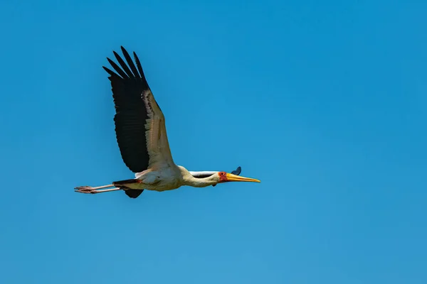 黄色いコウノトリ ミクテリア イビス アフリカの鳥がアフリカで飛ぶ — ストック写真