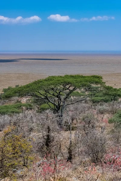Câmpiile Serengeti Panorama Savanei Copac Tipic Salcâm Mare — Fotografie, imagine de stoc