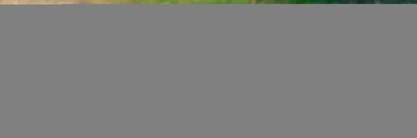 Бенгальская Кошка Лежит Саду Красивый Портрет Питомца — стоковое фото