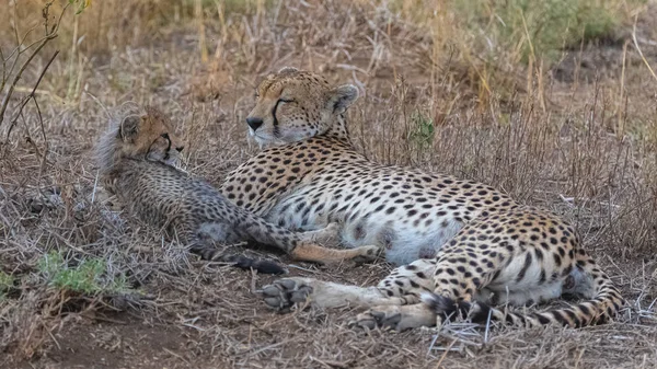 Cheeta Dítětem Savannah Rezervaci Serengeti Tanzanii Roztomilá Zvířata — Stock fotografie