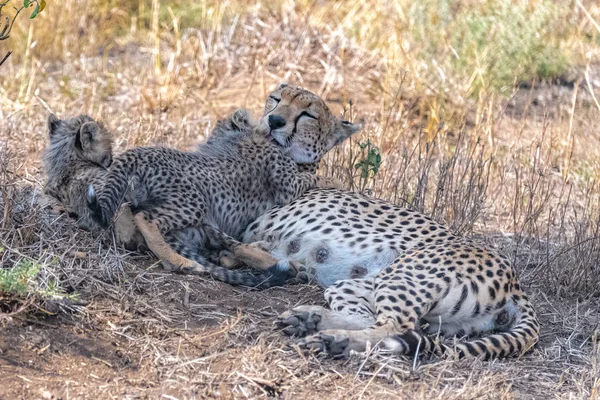 Cheeta Dítětem Savannah Rezervaci Serengeti Tanzanii Roztomilá Zvířata — Stock fotografie