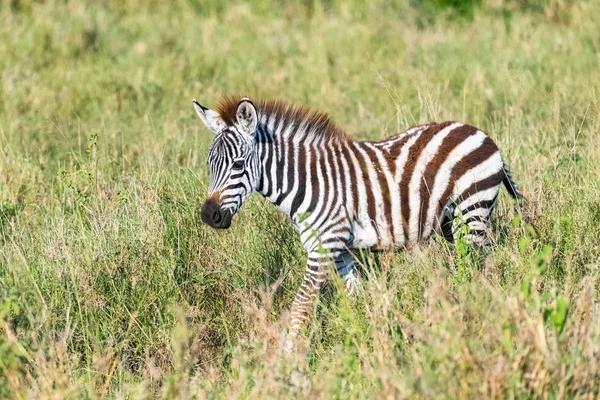 Serengeti Parkında Savanada Çalışan Bir Bebek Zebra — Stok fotoğraf