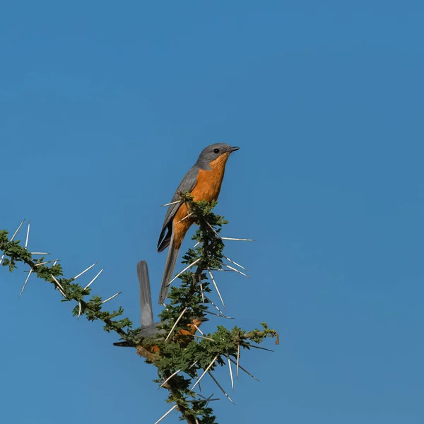 silverbird, Empidornis semipartitus, exotic bird perched on an acacia tree in Tanzania