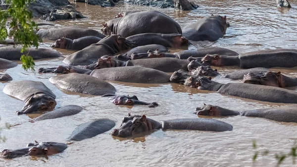 河马群沐浴 在非洲的湖 在白天 — 图库照片