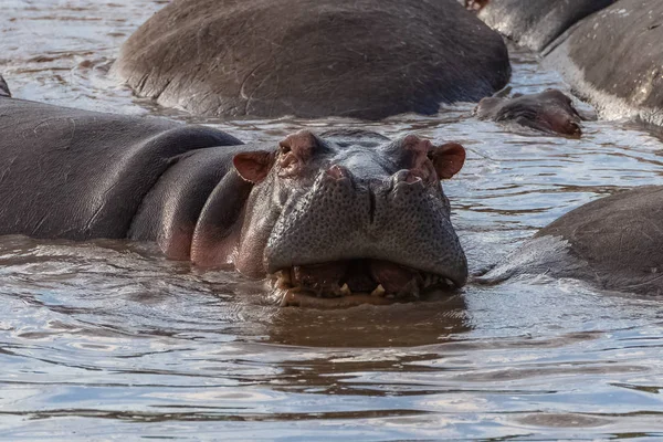 Flodhäst Bada Sjön Afrika Porträtt — Stockfoto