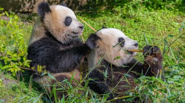 Giant pandas, bear pandas, the mother and her son eating bamboo  clipart
