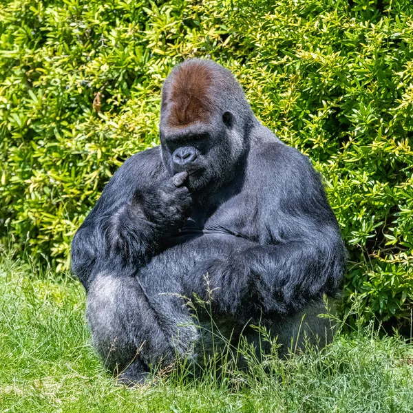 ゴリラ 草の中に座っている支配的な男性 面白い態度 — ストック写真