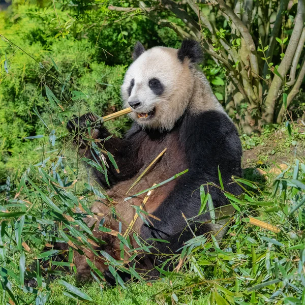 Obří Panda Panda Pojídáním Bambusu Sedícího Trávě — Stock fotografie