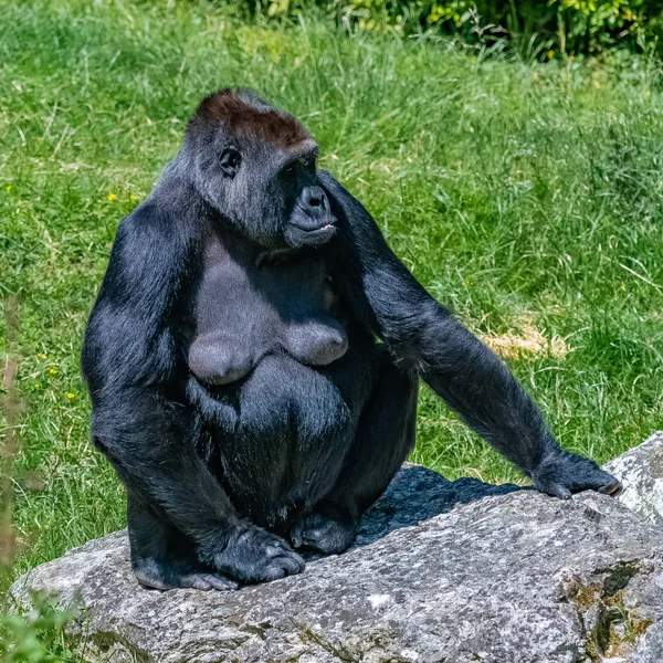 Gorilla Aap Vrouw Zittend Het Gras Portret Van Een Grote — Stockfoto