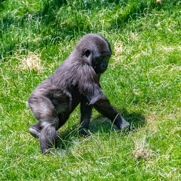 Gorila Macaco Bebé Andar Relva Atitude Engraçada — Fotografia de Stock