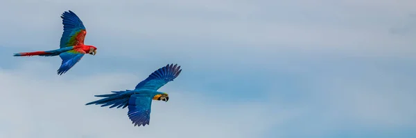 Ara Macao Due Bellissimi Pappagalli Che Volano — Foto Stock