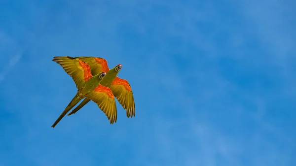 Ara Macao Due Bellissimi Pappagalli Che Volano — Foto Stock