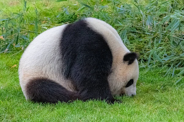 Óriás Panda Fiatal Medve Panda Fűben Vicces Hozzáállás — Stock Fotó