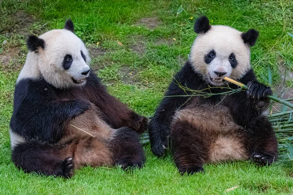 Riesenpandas Bärenpandas Die Mutter Und Ihr Sohn Essen Bambus — Stockfoto