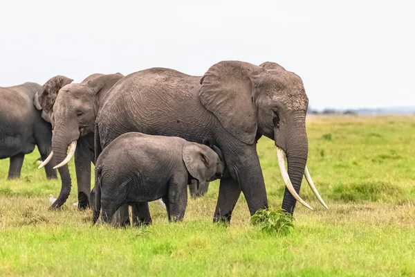 Два Слона Саванне Парке Серенгети Мать Слоненок Пытающиеся Отсосать Матери — стоковое фото