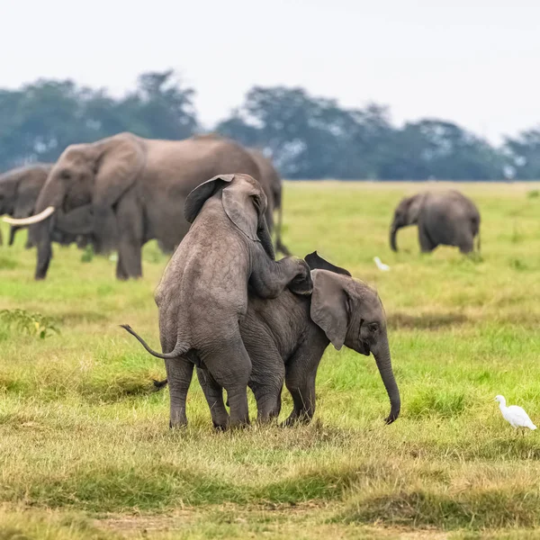 Dos Elefantes Jóvenes Jugando Juntos África Animales Lindos Parque Amboseli —  Fotos de Stock