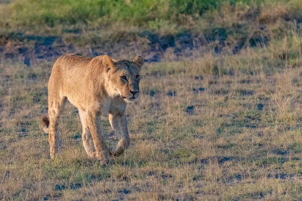 A young lion hunting in the savannah, in Tanzania, looking for a prey