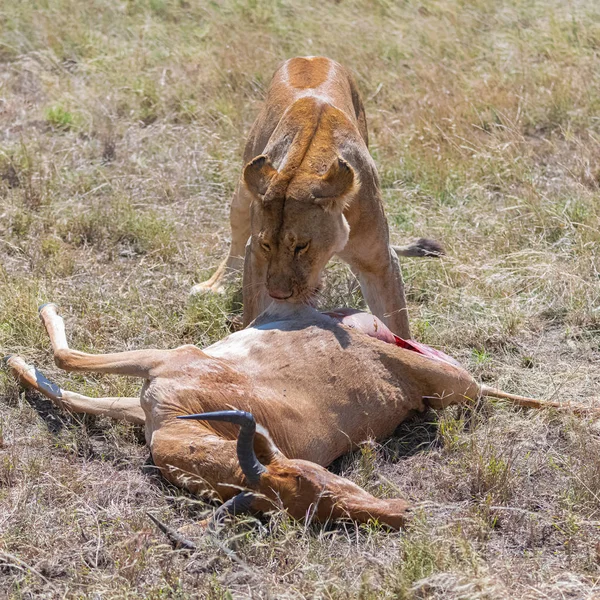 Leona Que Mató Antílope Está Comiendo —  Fotos de Stock