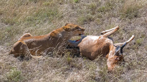 Leona Que Mató Antílope Está Comiendo —  Fotos de Stock