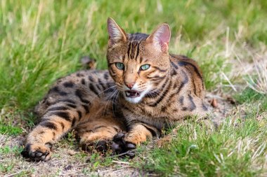 Bengal kedi esneme, bahçede yalan, bir evcil hayvan güzel portre