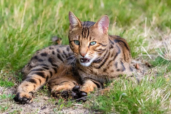 Bengalische Katze Gähnt Garten Liegend Schönes Porträt Eines Haustieres — Stockfoto