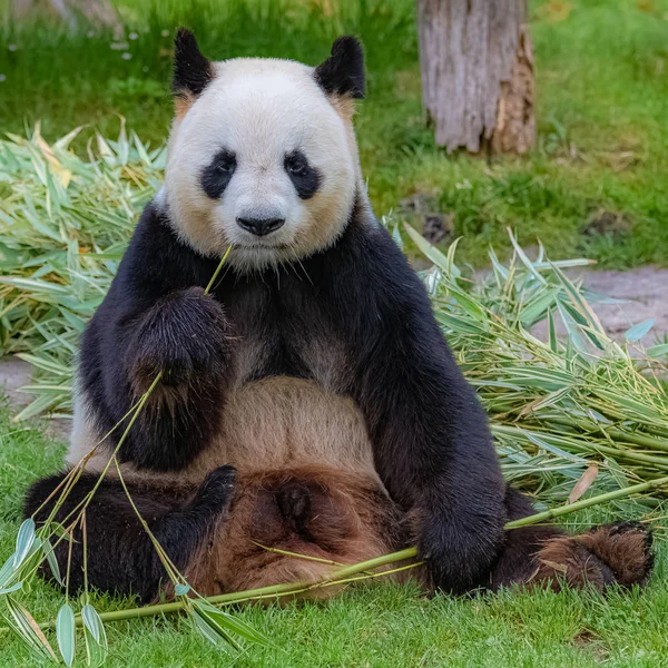 Giant panda, bear panda eating bamboo sitting in the grass