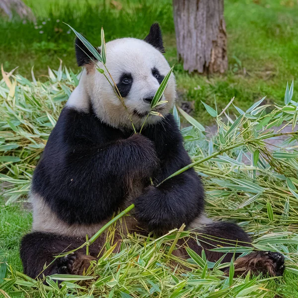 Obří Panda Panda Pojídáním Bambusu Sedícího Trávě — Stock fotografie
