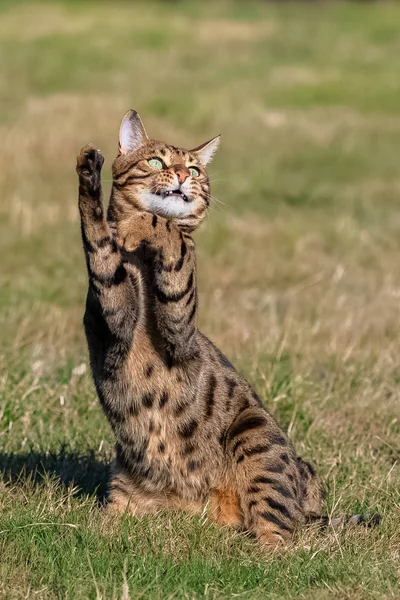 Bengal cat jumping in the garden, beautiful pet trying to catch something