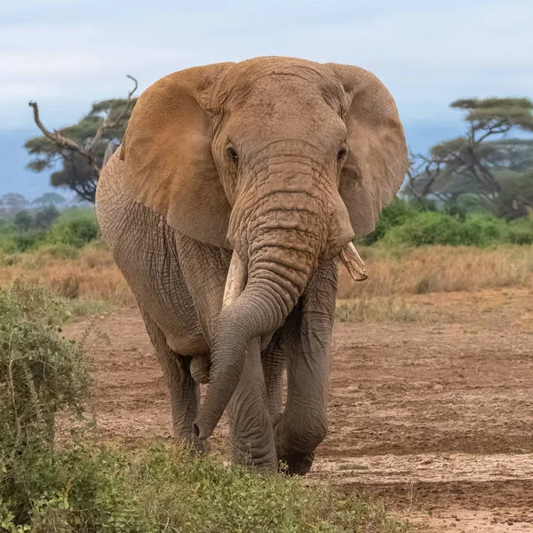 Старый Слон Идущий Спереди Сломанной Защитой — стоковое фото
