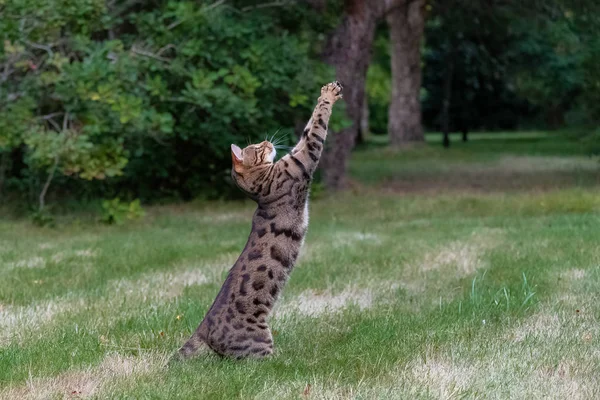 Bengal cat jumping in the garden, beautiful pet trying to catch something