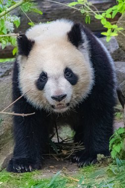 Dev panda önden yürüyen, genç panda, portre
