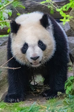 Giant panda walking from the front, young panda, portrait clipart