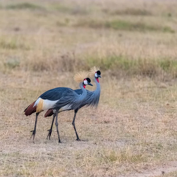 Grijze Gekroonde Kranen Balearica Regulorum Mooie Vogels Tanzania Paar — Stockfoto