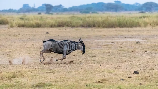 Antilop Afrika Savana Çalışan Gnu Serengeti Içinde — Stok fotoğraf
