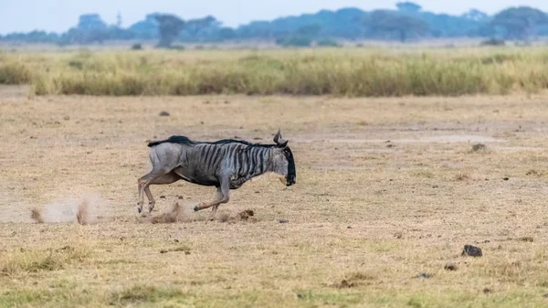 Wildebeest Gnu Běh Savannah Africe Serengeti — Stock fotografie