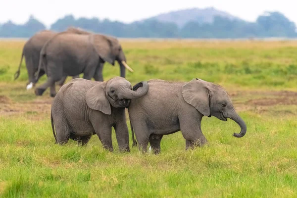Dos Elefantes Jóvenes Jugando Juntos África Animales Lindos Parque Amboseli —  Fotos de Stock