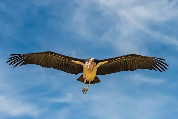 タンザニアのセレンゲティ公園で飛ぶマラブーコウノトリ 肖像画 — ストック写真