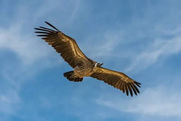 白いハゲワシ ジプシーアフリカヌス 青空を飛ぶアフリカの鳥 — ストック写真