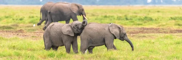 Dois Jovens Elefantes Brincando Juntos África Animais Bonitos Parque Amboseli — Fotografia de Stock